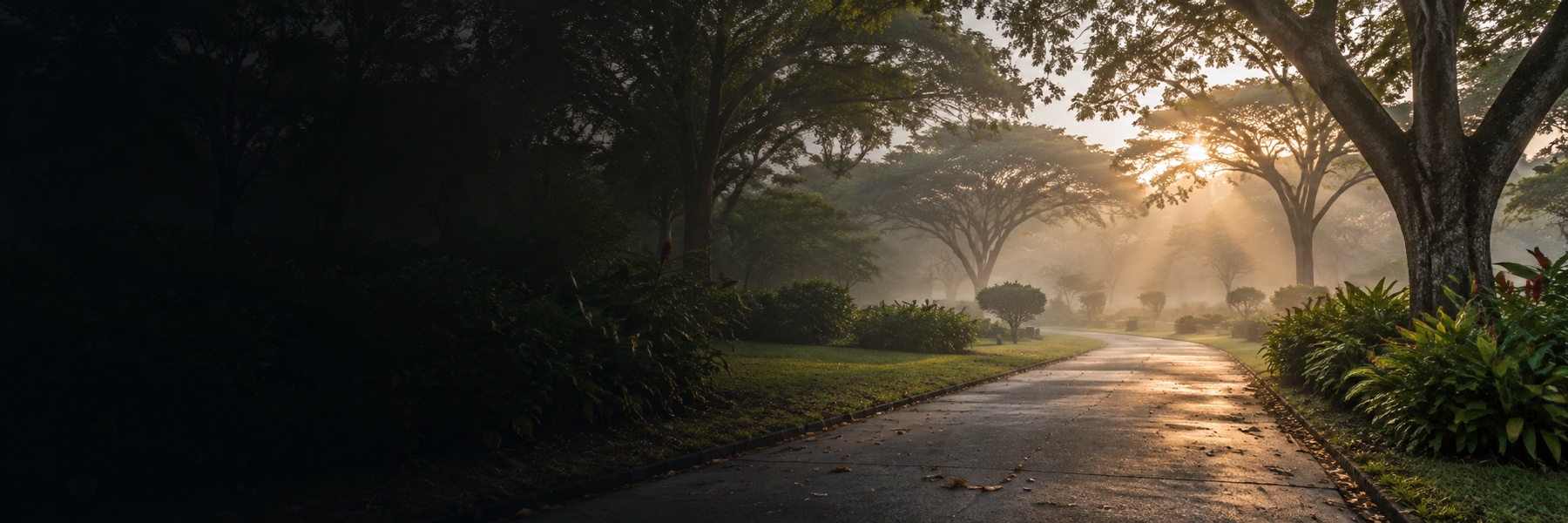 Quiet cemetery path beneath mature rain trees at dawn